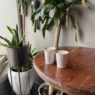 Indoors with the holy mole mocha and the miso-honey latte. Lots of light and plants around