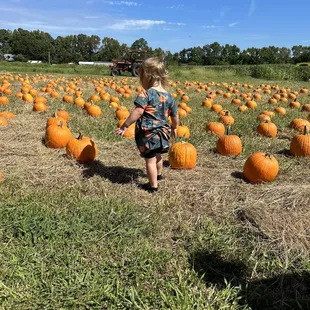 Pumpkin Patch