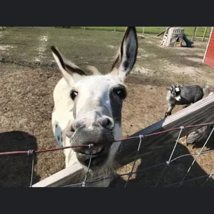 Jenny the donkey