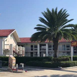 a palm tree in front of the building