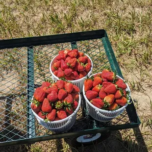Fresh picked strawberries