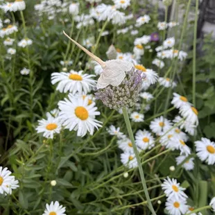 Flowers right outside the seating area