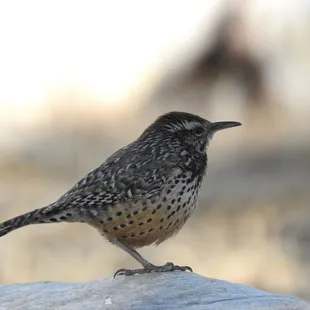 Cactus Wren