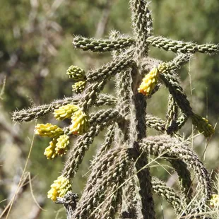Blooming Desert Cholla