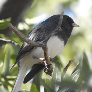 Slate-colored Junco
