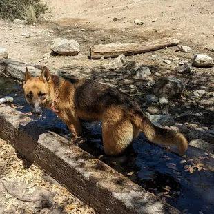 Horse trough two miles up the trail. A favorite with my dogs