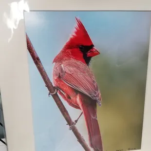 Cardinal watercolor