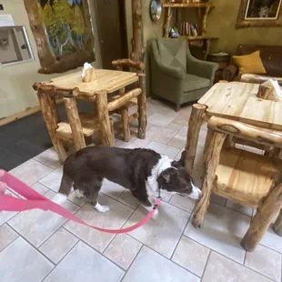 Pet friendly