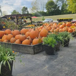 pumpkins and herbs