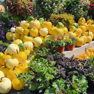 Large selection of fall decoration items.