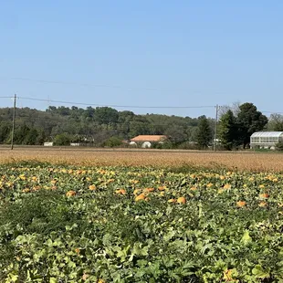 Pumpkin patch