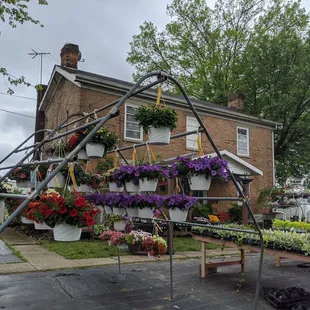 a variety of flowers
