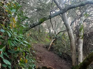 American River Parkway - Hazel Access