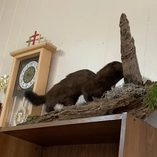 If you are offended by taxidermy; this is not your place.  A mink, a buck and a bobcat all on display.