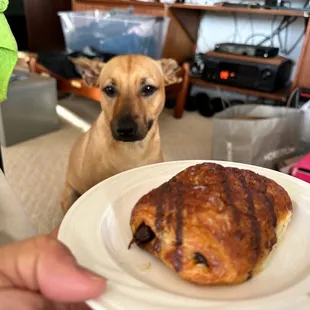 Delicious chocolate croissant