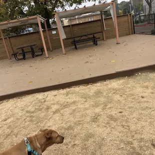 Gwynny loves food trucks!