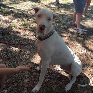 White Great Dane!