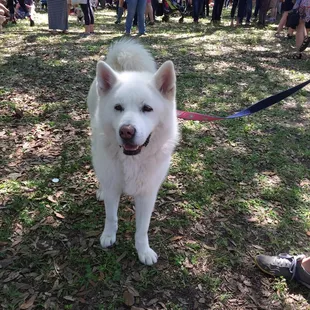White Akita