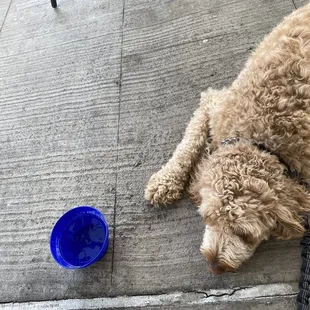 Water bowl for our dog Gemma