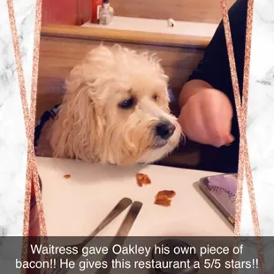 a picture of a dog sitting at a table