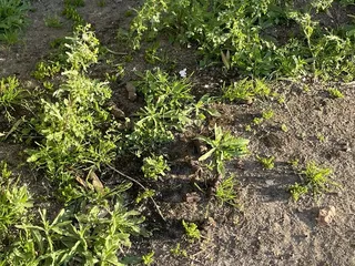 Shaded Haven RV Park