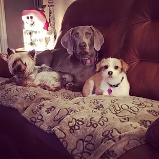 Our babies