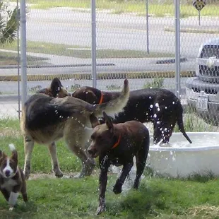 Playtime in the pool is always fun and refreshing!