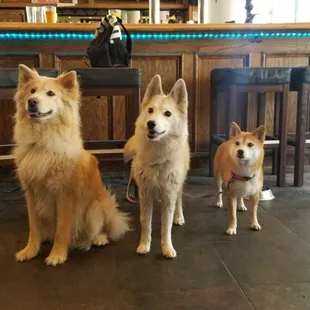 Love a dog friendly restaurant/bar! And your dog can be at the bar. What?!?! How cool is that.