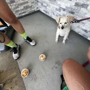 Coda waiting for her Doggie Sundae
