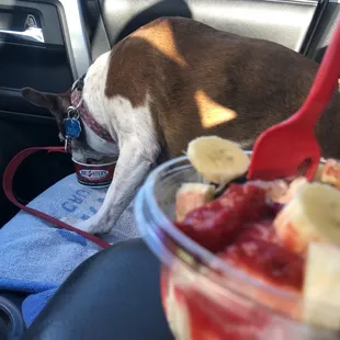 Banana Split and the free doggie treat!!