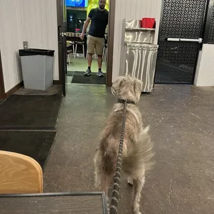 Boomer patiently awaiting service