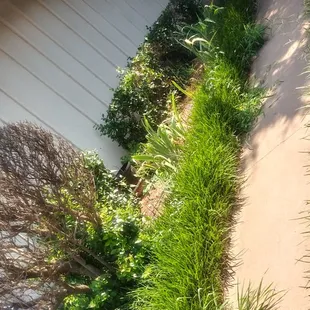 Landscaping not taken care of should have let me stay my yard was pretty