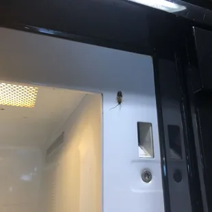 Dead roach found in the microwave.