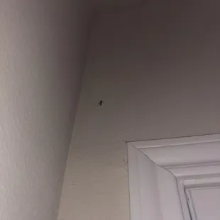 Roach in the apartment.