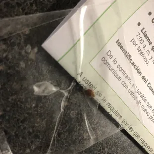 One of many bed bugs found prior to moving furniture in.