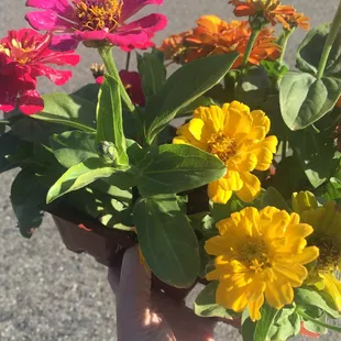 Only $2.99 for these zinnias. Gorgeous.