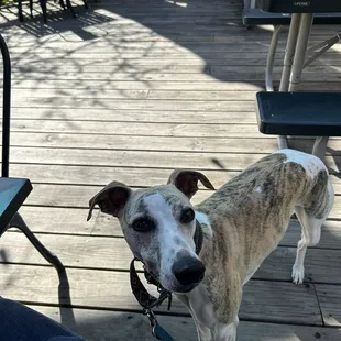 The patio is dog friendly and the staff went out of their way to make us comfortable.