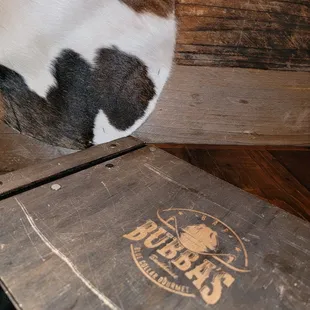 a cow sleeping on a crate