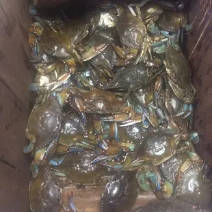 Blue crabs