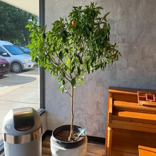 a small orange tree in a pot