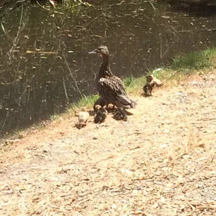 Mama duck and all her babies!
