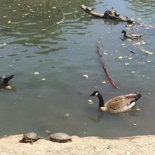 Turtles