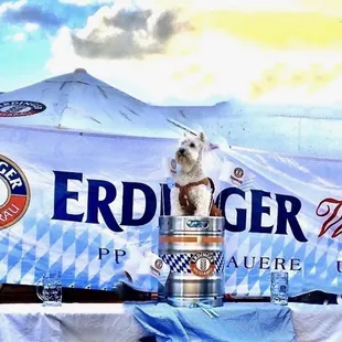 Shug life is good at Oktoberfest