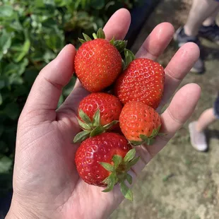 Beautiful strawberries