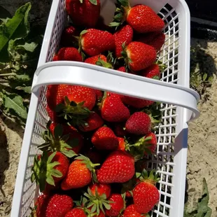 we had a great time picking the most sweet &amp; fresh strawberries @ Buck &amp; Ann's!