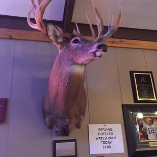 Big buck at the buck snort