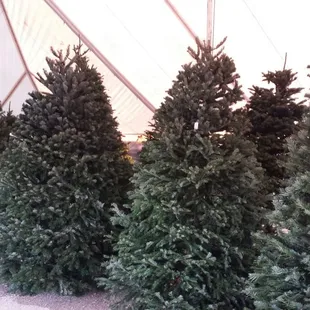 Fresh trees