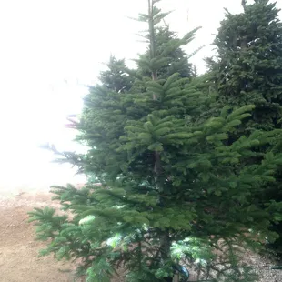 "Natural" Noble Fir  (not cut, trimmed, or pruned for that natural, not perfect, Christmas tree look)