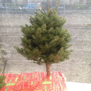 Tiny table top trees!