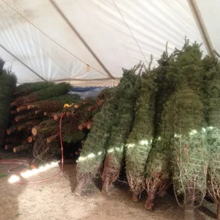 Big or small, they have a huge selection available